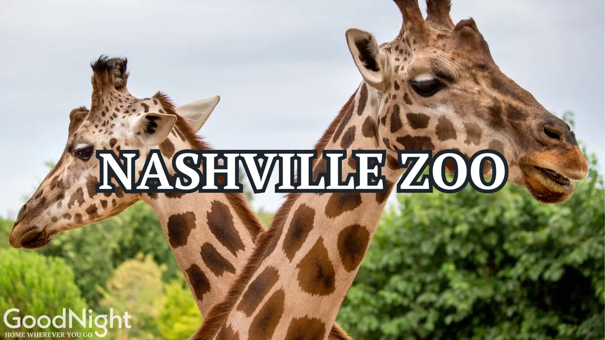 A close-up view of two giraffes peeking through lush green foliage, capturing the playful and curious atmosphere of the Nashville Zoo. The image radiates joy and the anticipation of animal encounters, making it instantly appealing to families.